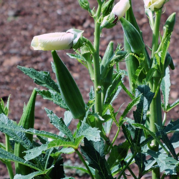 Cow Horn Okra Seed