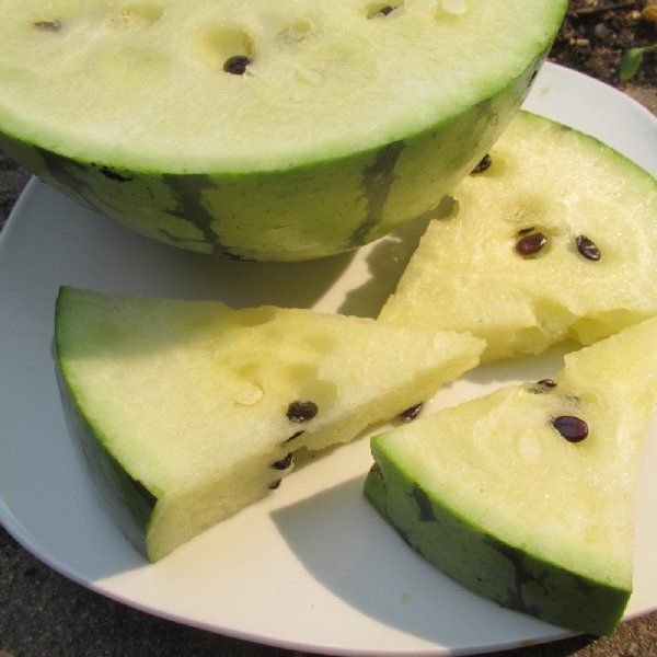 Cream Of Saskatchewan Watermelon Seed