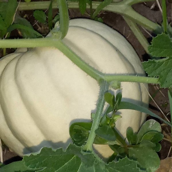 Cream of the Crop Squash Seed