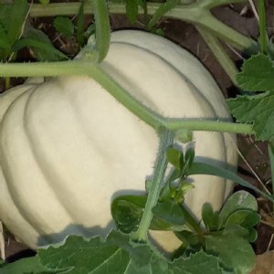 Cream of the Crop Squash Seed