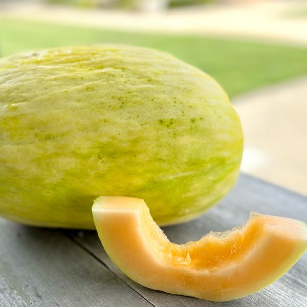 Crenshaw Cantaloupe Seeds