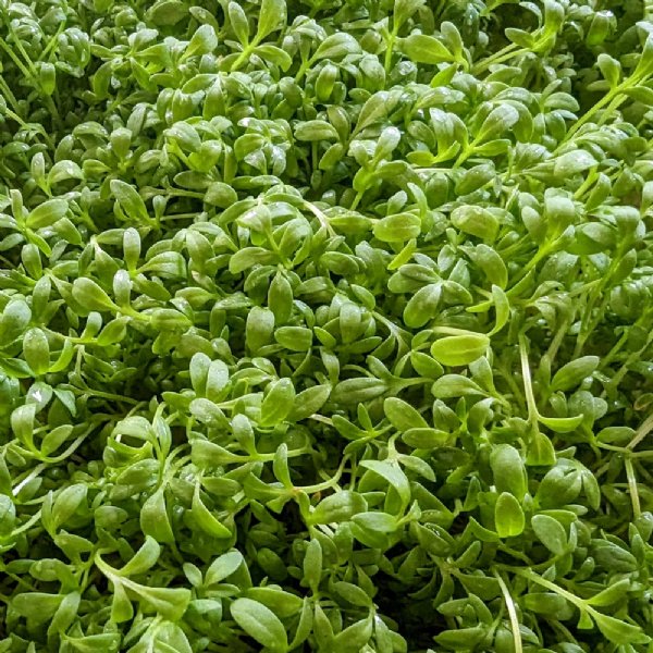 Cress Curled Seed