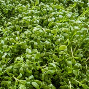 Cress Curled Seed