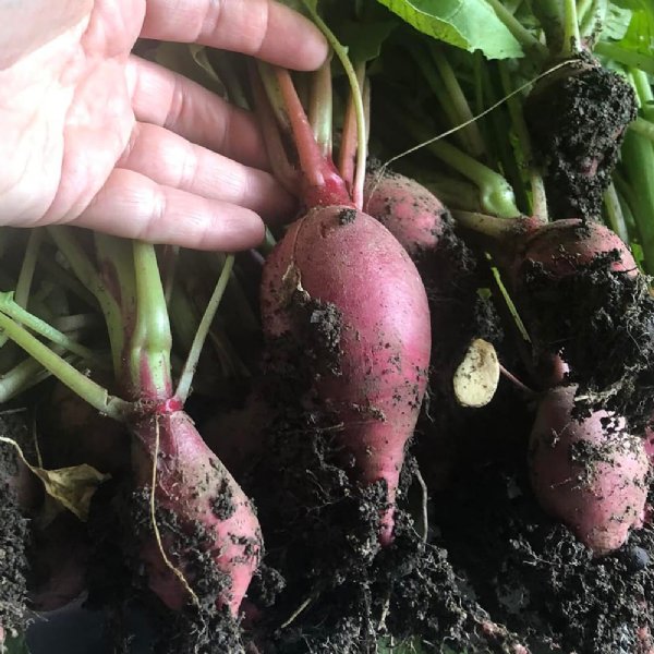 Crimson Giant Radish Seed