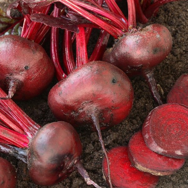 Crosby's Egyptian Beet Seed