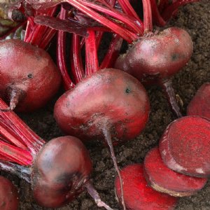 Crosby's Egyptian Beet Seed