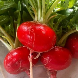 Crunchy Crimson Radish Seed