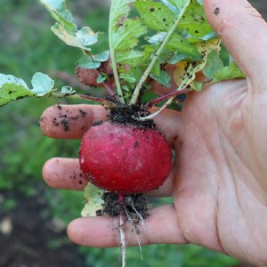 Crunchy Royale Radish Seed