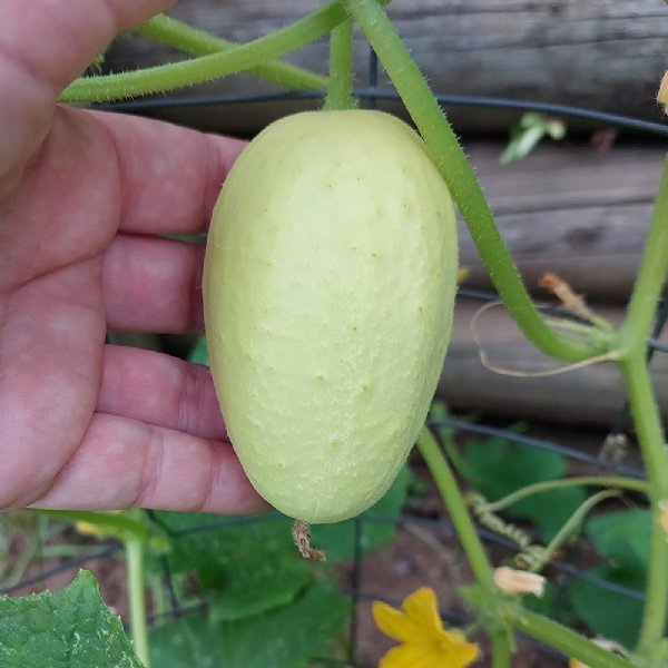 Crystal Apple Cucumber Seed