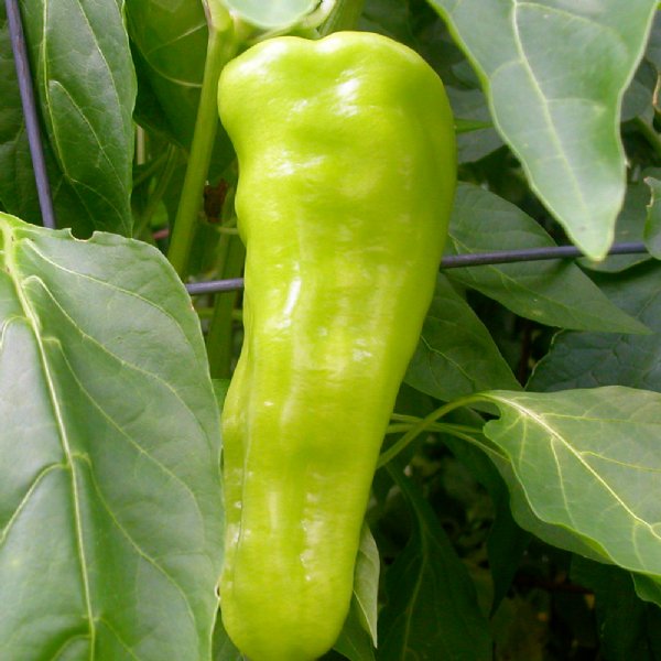 Cubanelle Pepper Seed