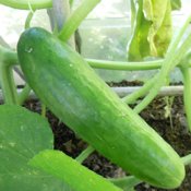 Cucumber Seeds