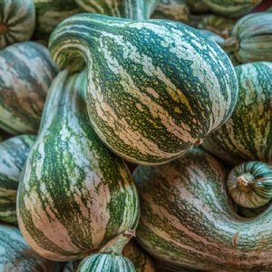 Cushaw - Green Striped Pumpkin Seed