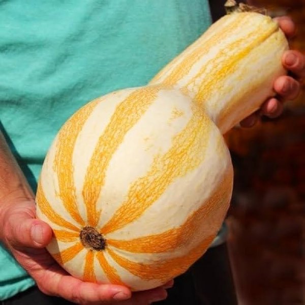 Cushaw - Orange Striped Pumpkin Seed