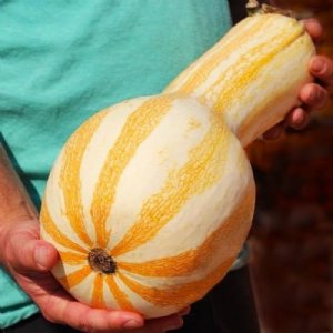 Cushaw - Orange Striped Pumpkin Seed