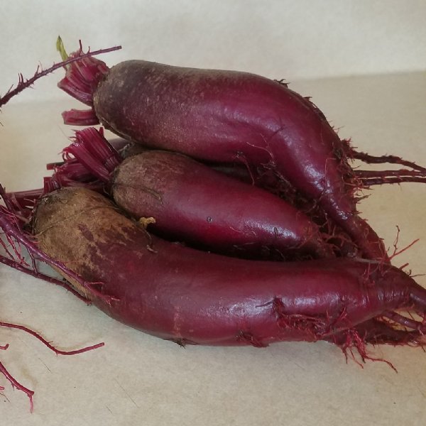 Cylindra Beet Seed