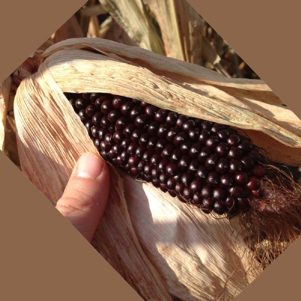 Dakota Black Popcorn Seed