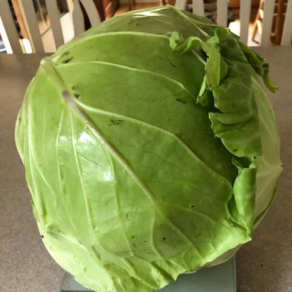 Danish Ballhead Cabbage Seed