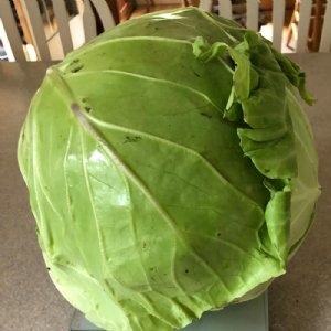 Danish Ballhead Cabbage Seed