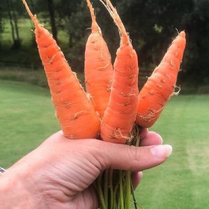 Danvers 126 Carrot Seed