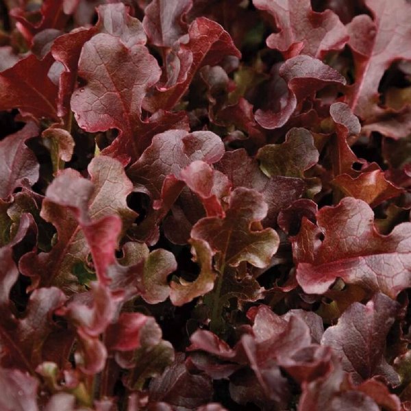 Danyelle Lettuce Seed