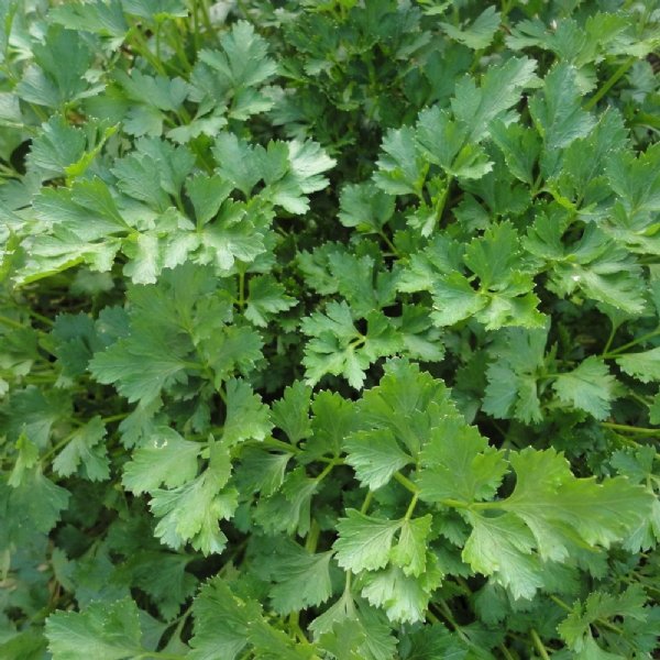 Dark Green Italian Parsley Seed