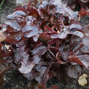 Darlene Lettuce Seed