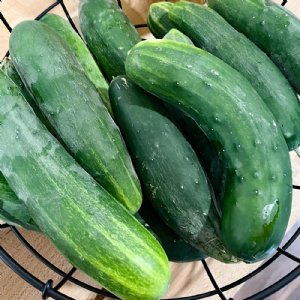 Dasher II Cucumber Seed