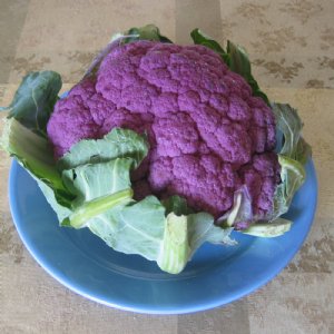 De Purple Cauliflower Seed