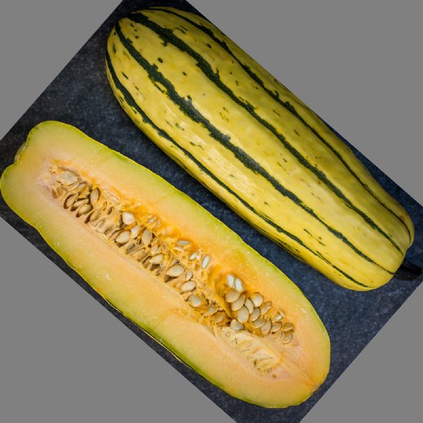 Delicata Bush Squash Seed