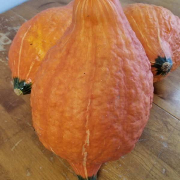 Delicious Golden Hubbard Squash Seed