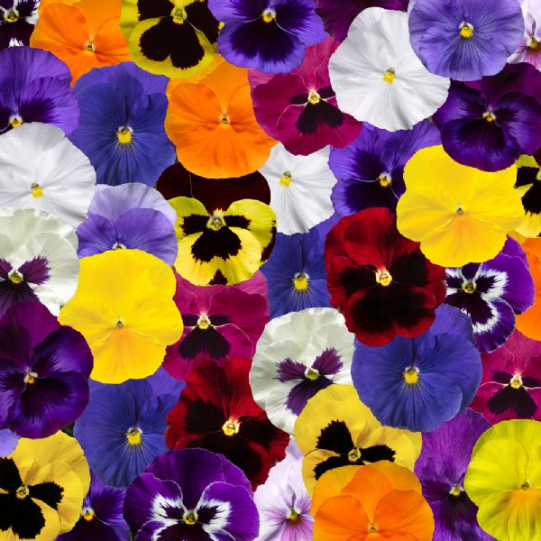 Delta Pro All Colors Mix Pansy Seed