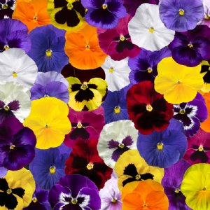 Delta Pro All Colors Mix Pansy Seed