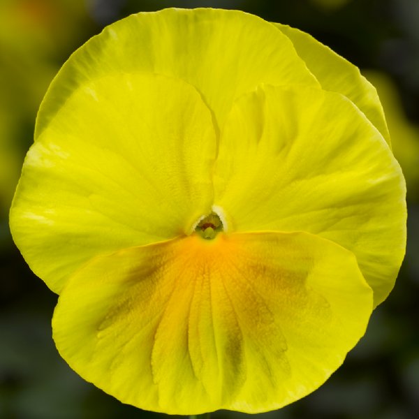 Delta Pro Clear Lemon Pansy Seed