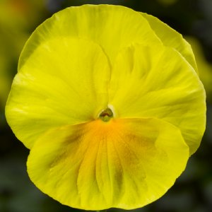 Delta Pro Clear Lemon Pansy Seed