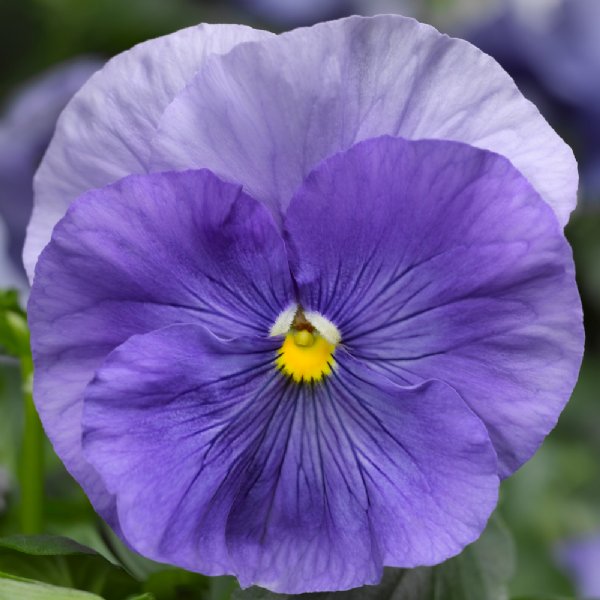 Delta Pro Clear Light Blue Pansy Seed