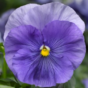 Delta Pro Clear Light Blue Pansy Seed