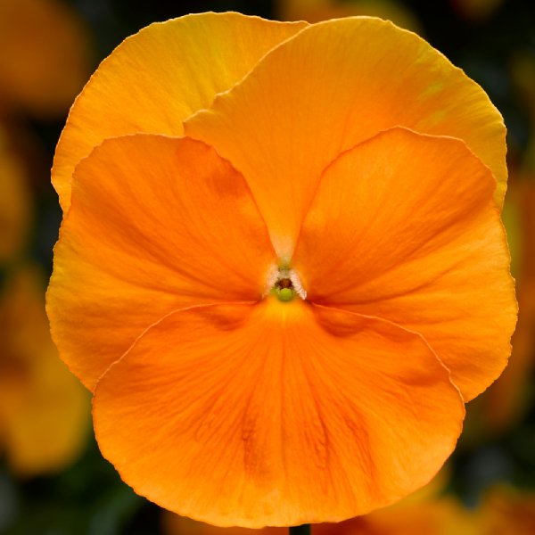 Delta Pro Clear Orange Pansy Seed