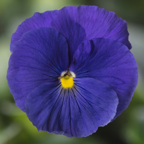 Delta Pro Clear True Blue Pansy Seed