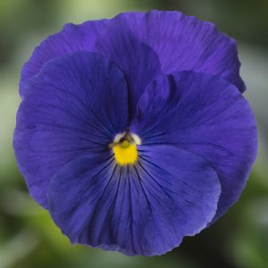 Delta Pro Clear True Blue Pansy Seed