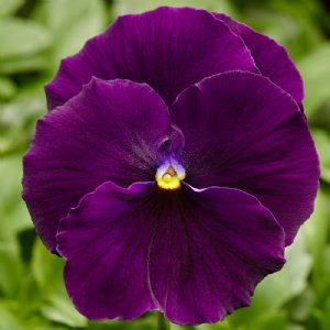 Delta Pro Clear Violet Pansy Seed