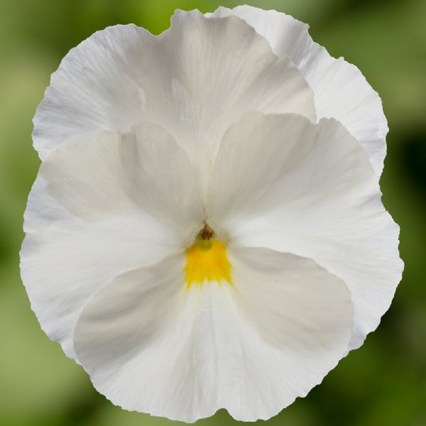 Delta Pro Clear White Pansy Seed