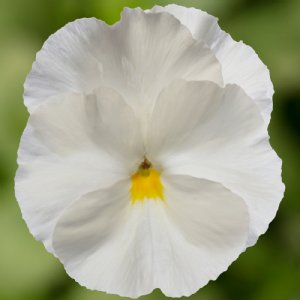 Delta Pro Clear White Pansy Seed