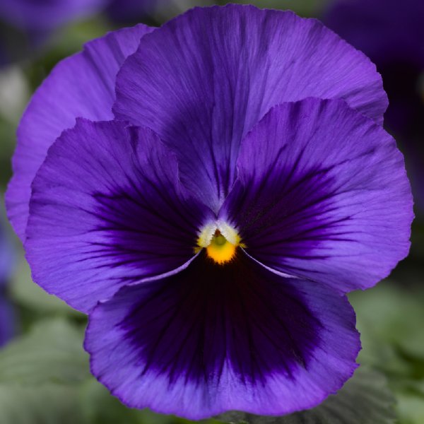 Delta Pro Deep Blue Blotch Pansy Seed