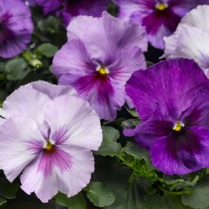 Delta Pro Lavender Blue Shades Pansy Seed