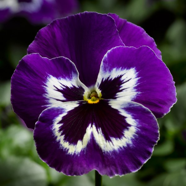 Delta Pro Violet White Pansy Seed