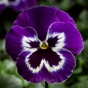 Delta Pro Violet White Pansy Seed