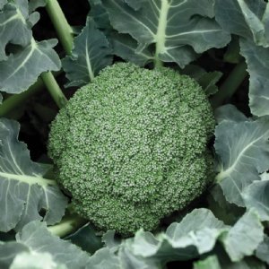 Destiny Broccoli Seed