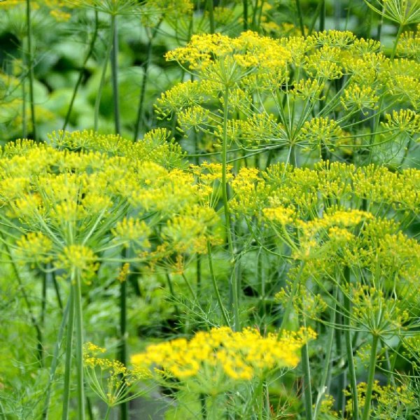 Dill Bouquet Seed