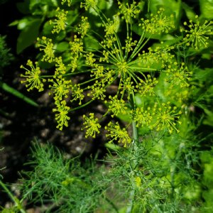 Dill Dukat Seed