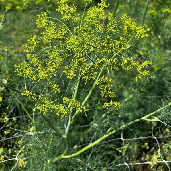 Dill Long Island Mammoth Seed